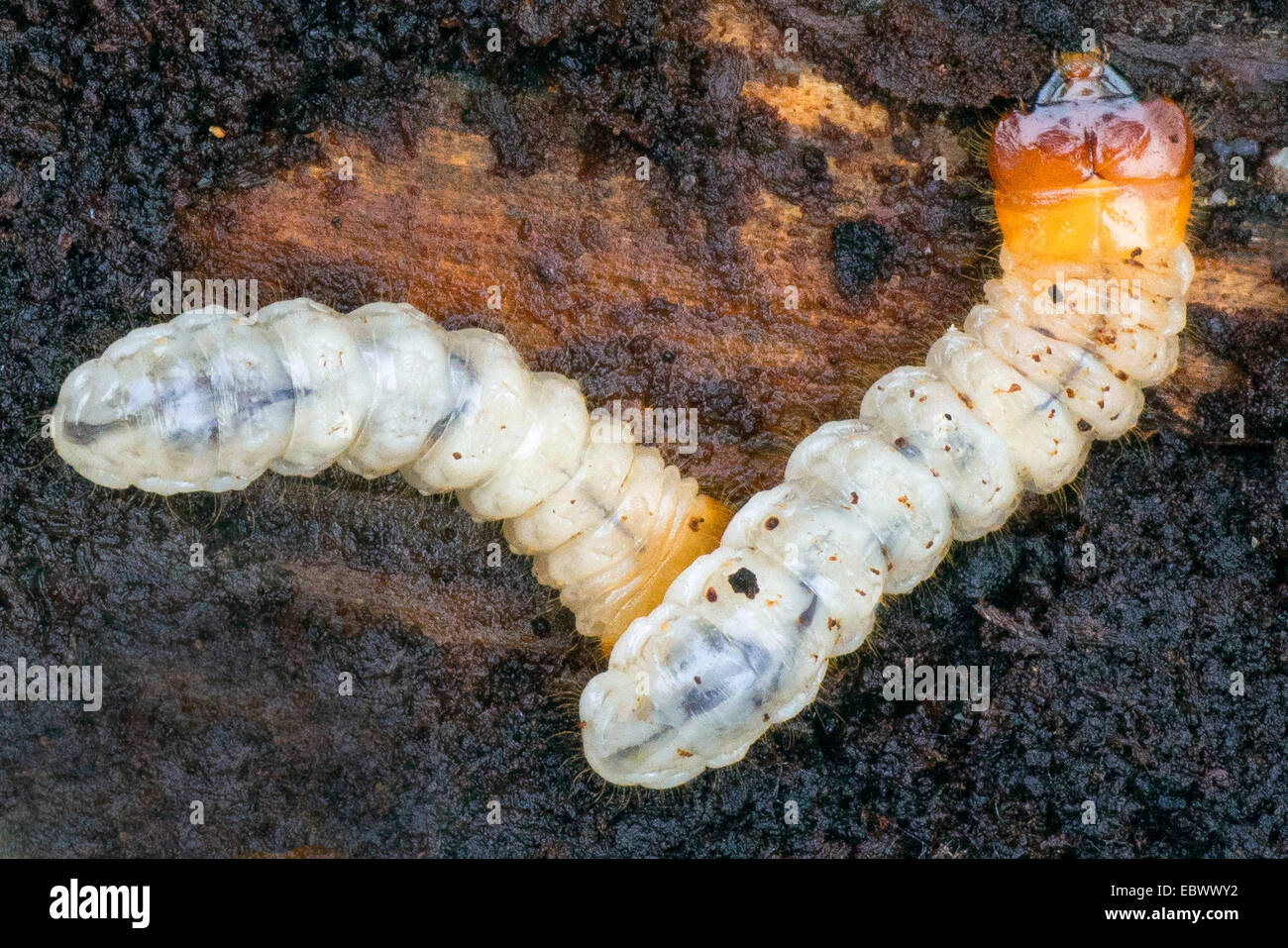 longhorn beetles, long-horned beetles (Cerambycidae), larvae, Germany, Bavaria Stock Photo