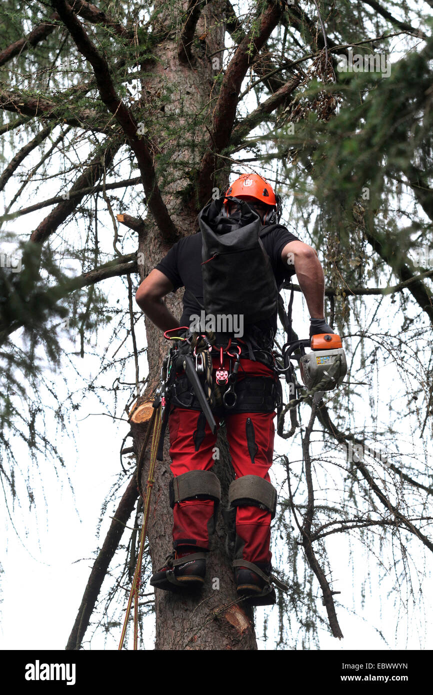 arborist in a larch, Germany Stock Photo