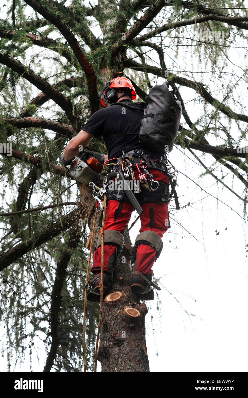 arborist in a larch, Germany Stock Photo