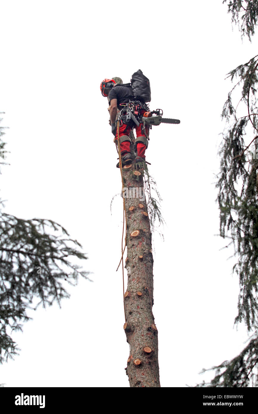 arborist cutting back the top of a larch, Germany Stock Photo