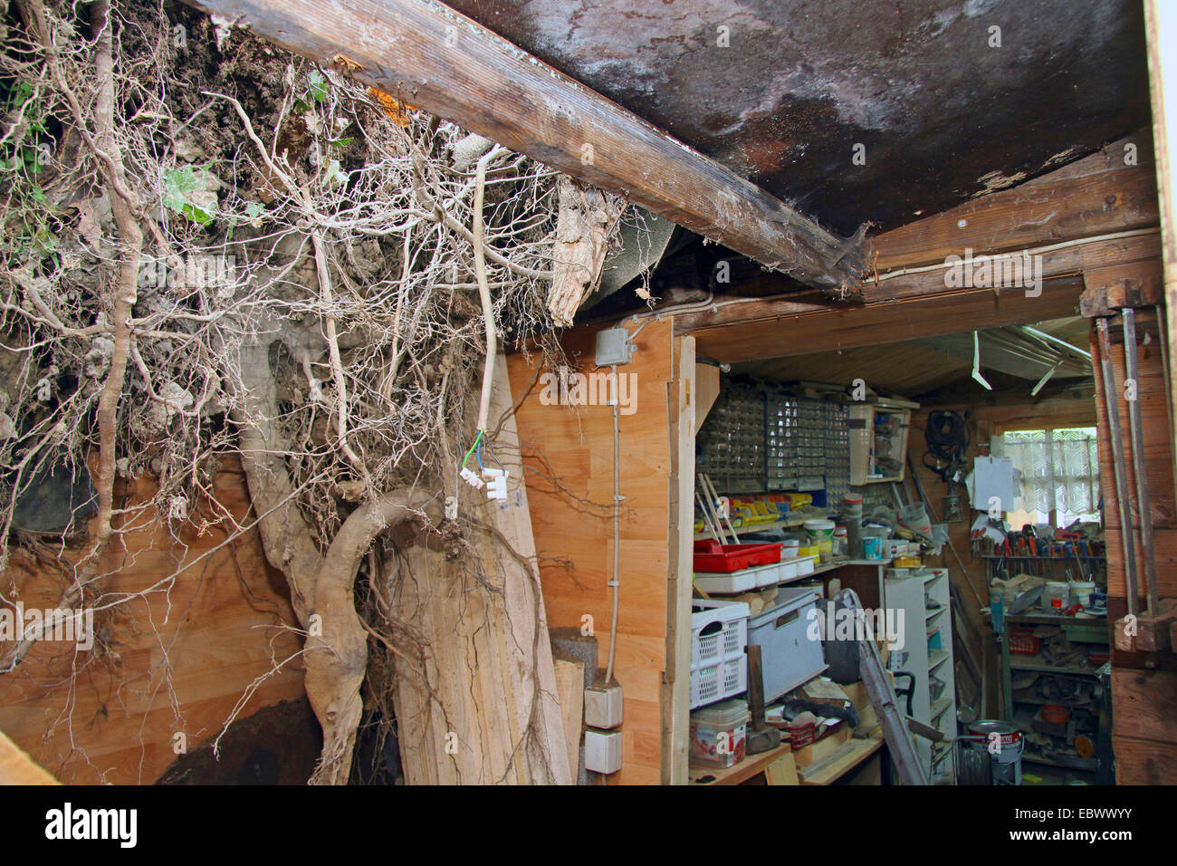 tree root of a disrooted tree destroyed the roof of a wooden hut, Germany Stock Photo