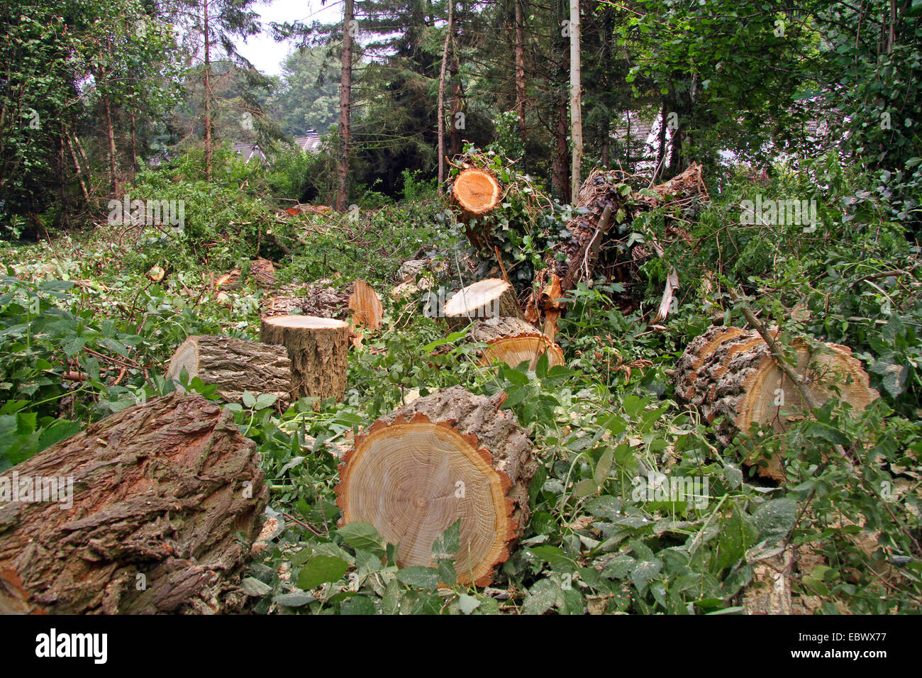 copped down and cut up logs, Germany Stock Photo