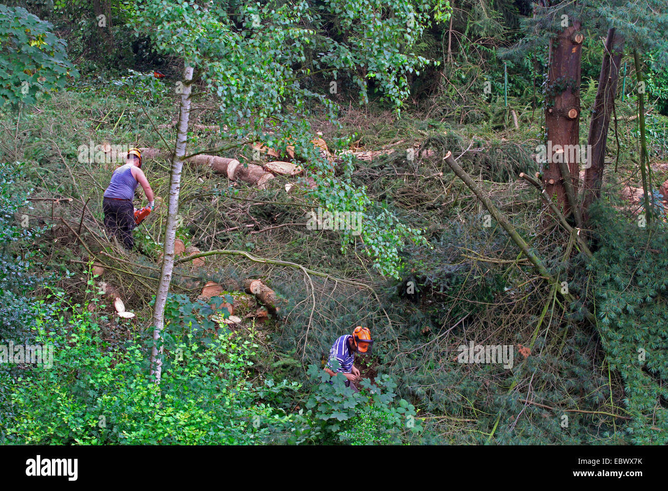 lumberjacks felling trees, Germany Stock Photo