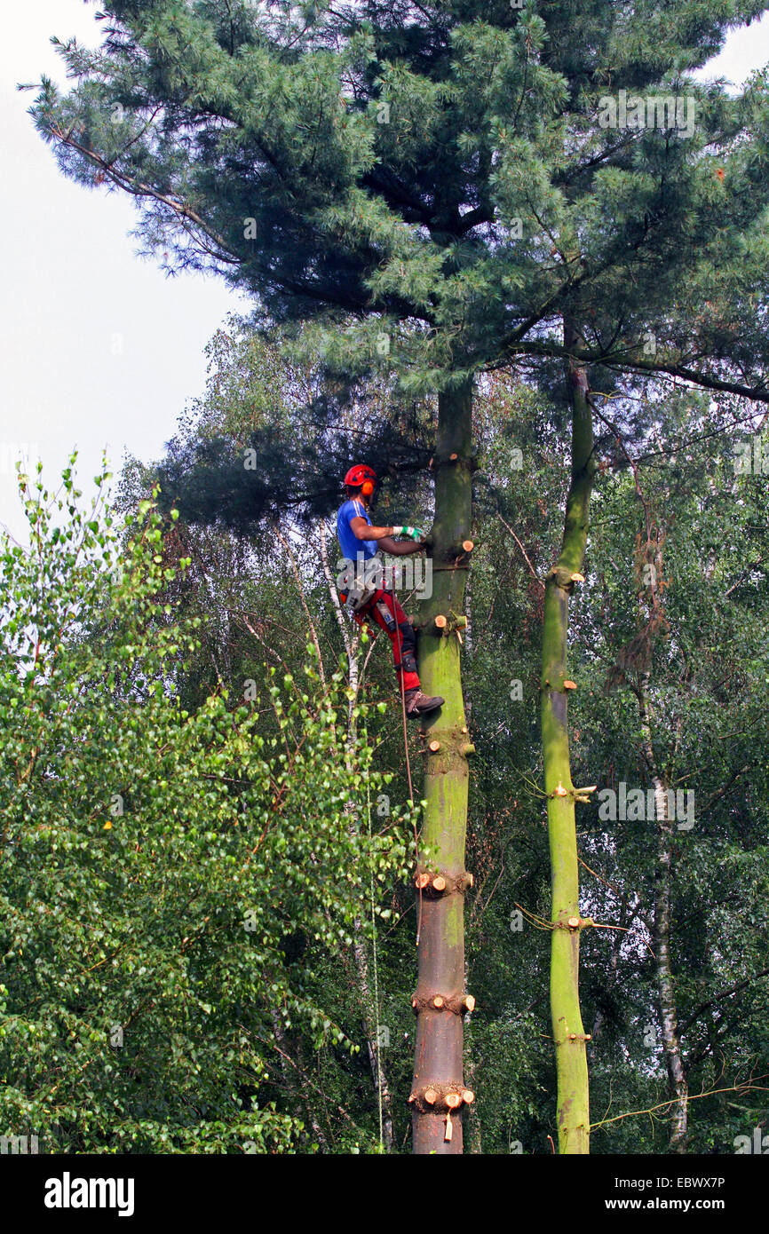 tree climber in a pine tree, Germany Stock Photo