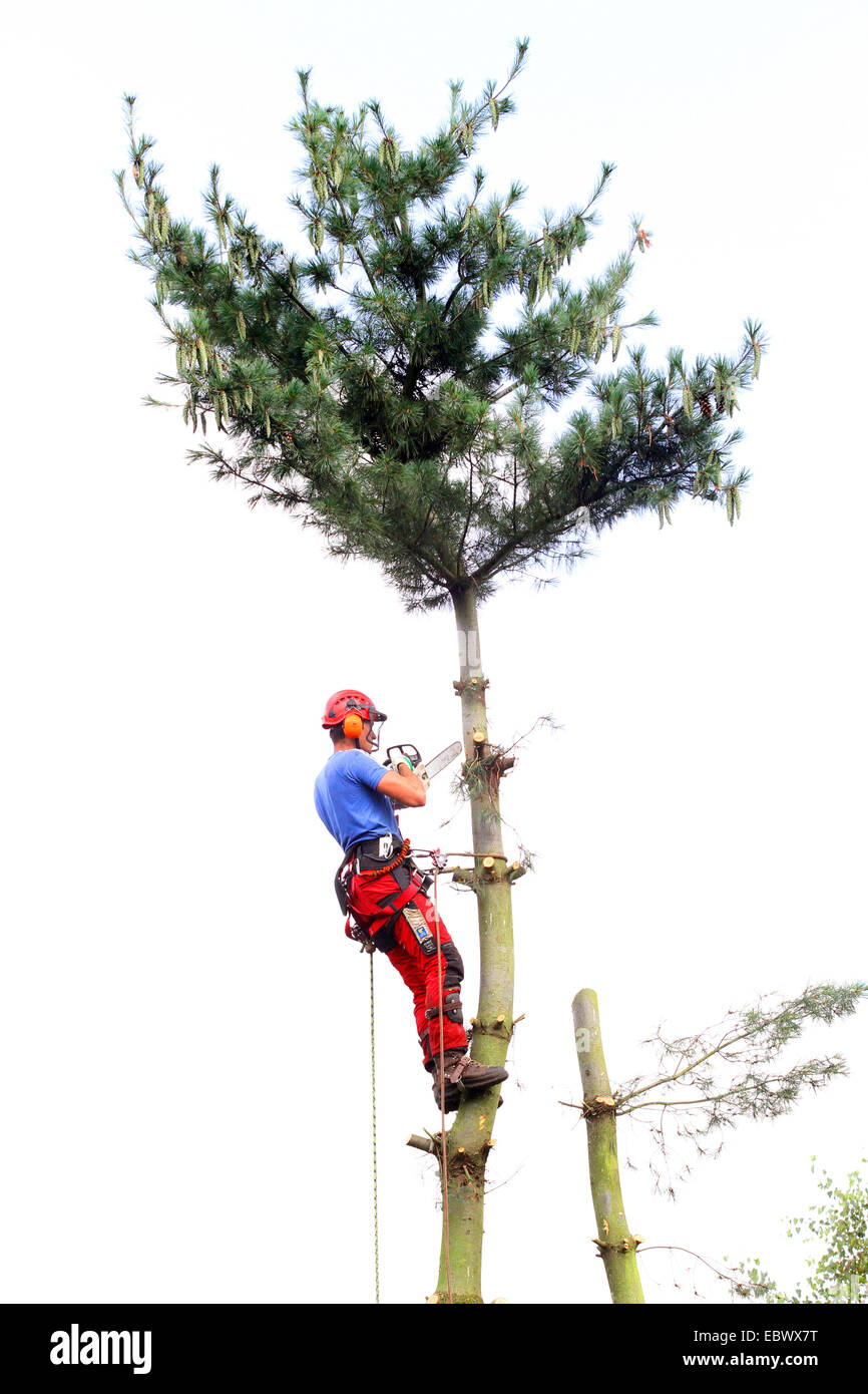 tree climber high up in a pine tree, Germany Stock Photo