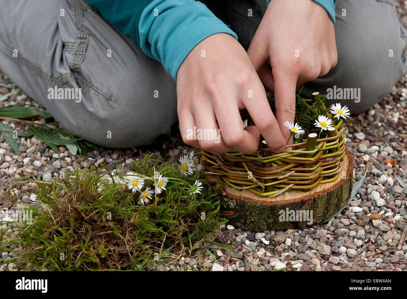 girl building an Easter basket from a tree disc, willow twigs, moss, daisies and coloured eggs; 5. step: adorning the basket with daisies, Germany Stock Photo
