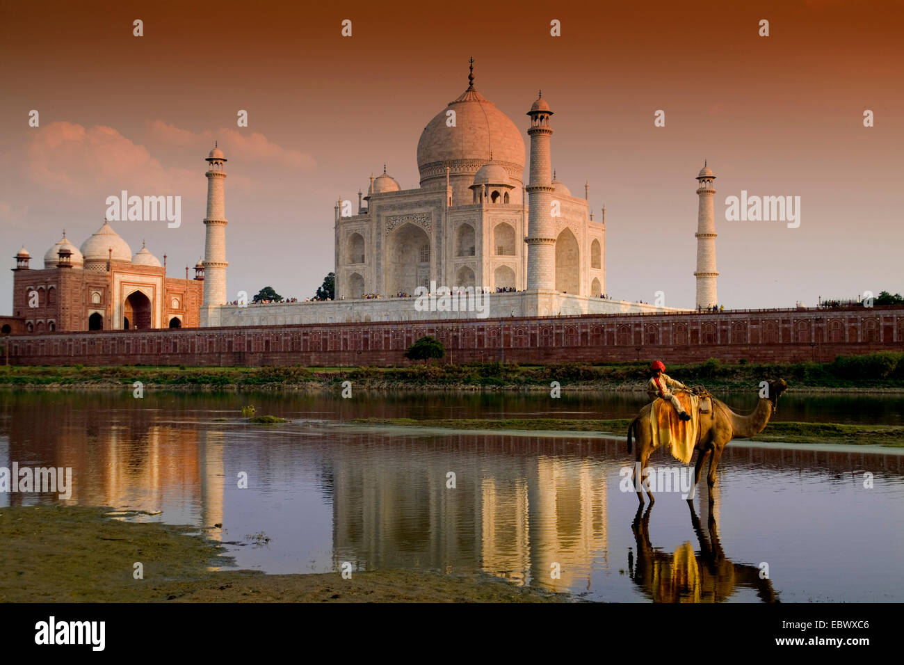 Taj Mahal temple burial site at sunset with young boy on camel from Yamuna River, India, Agra Stock Photo