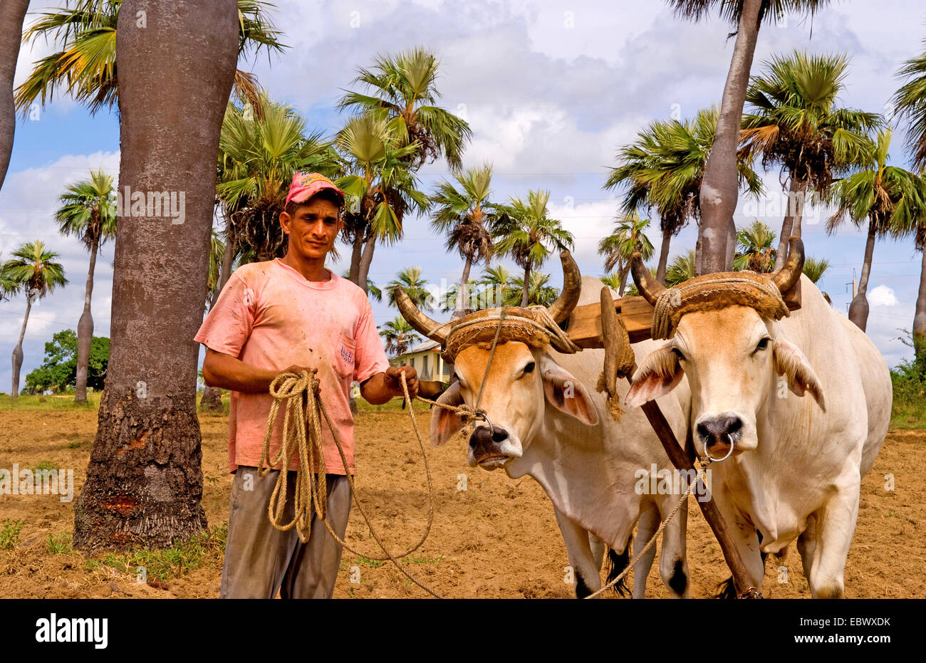 Farmer with oxen in tobacco fields with primitive methods in Sierra del Rosario, Cuba, Sierra del Rosario Stock Photo