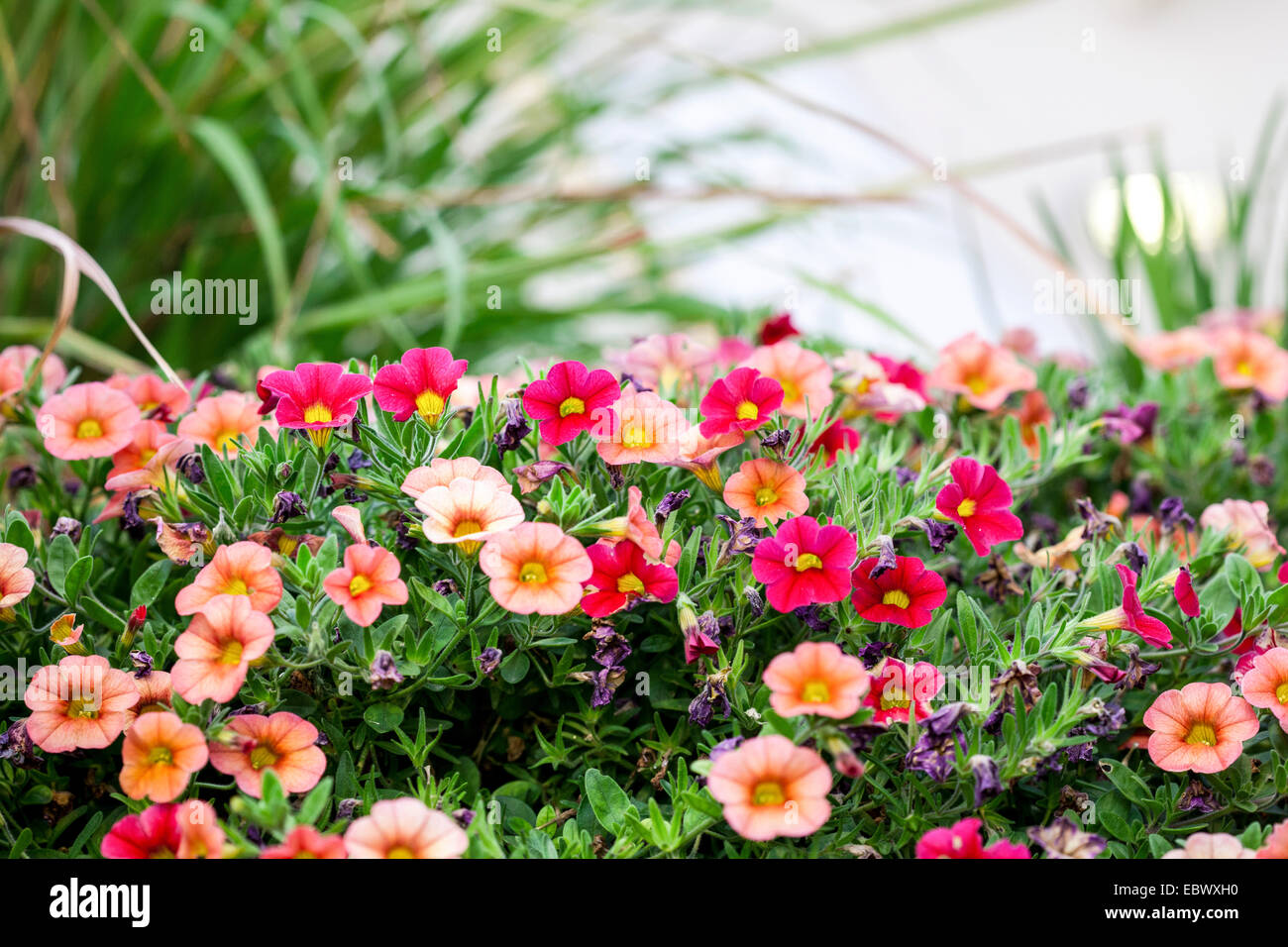 Roof top gardens potted plants in an urban setting Stock Photo