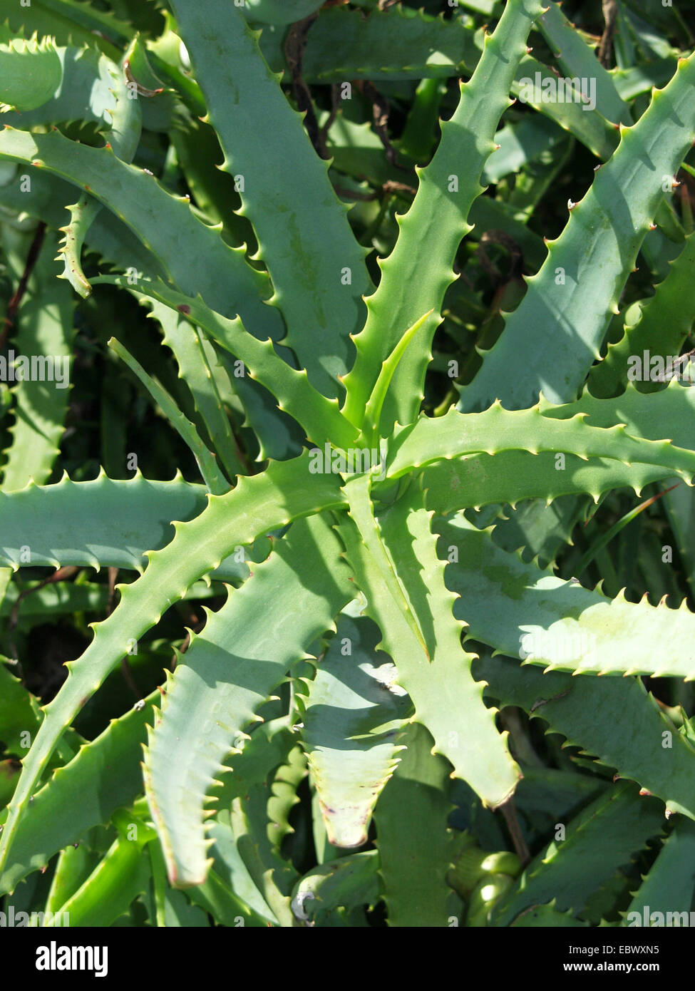 aloe vera (Aloe vera, Aloe barbadensis), Aloe Vera fields at peninsula, Japan Stock Photo