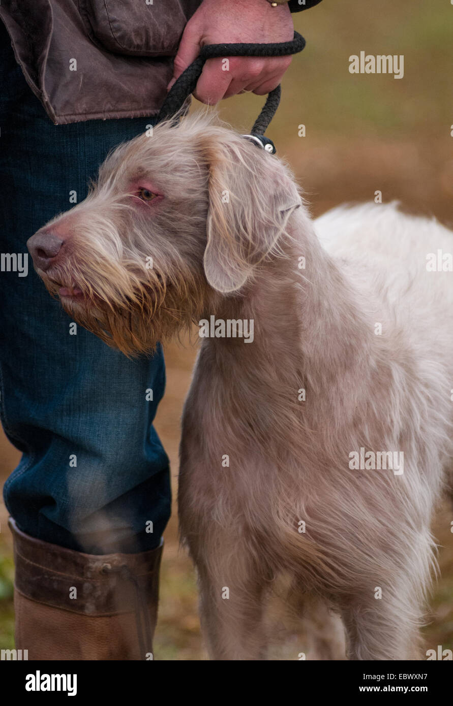 A Slovakian Wirehaired Pointer dog, which is a working gun dog breed and well as a family pet originating from Slovakia Stock Photo