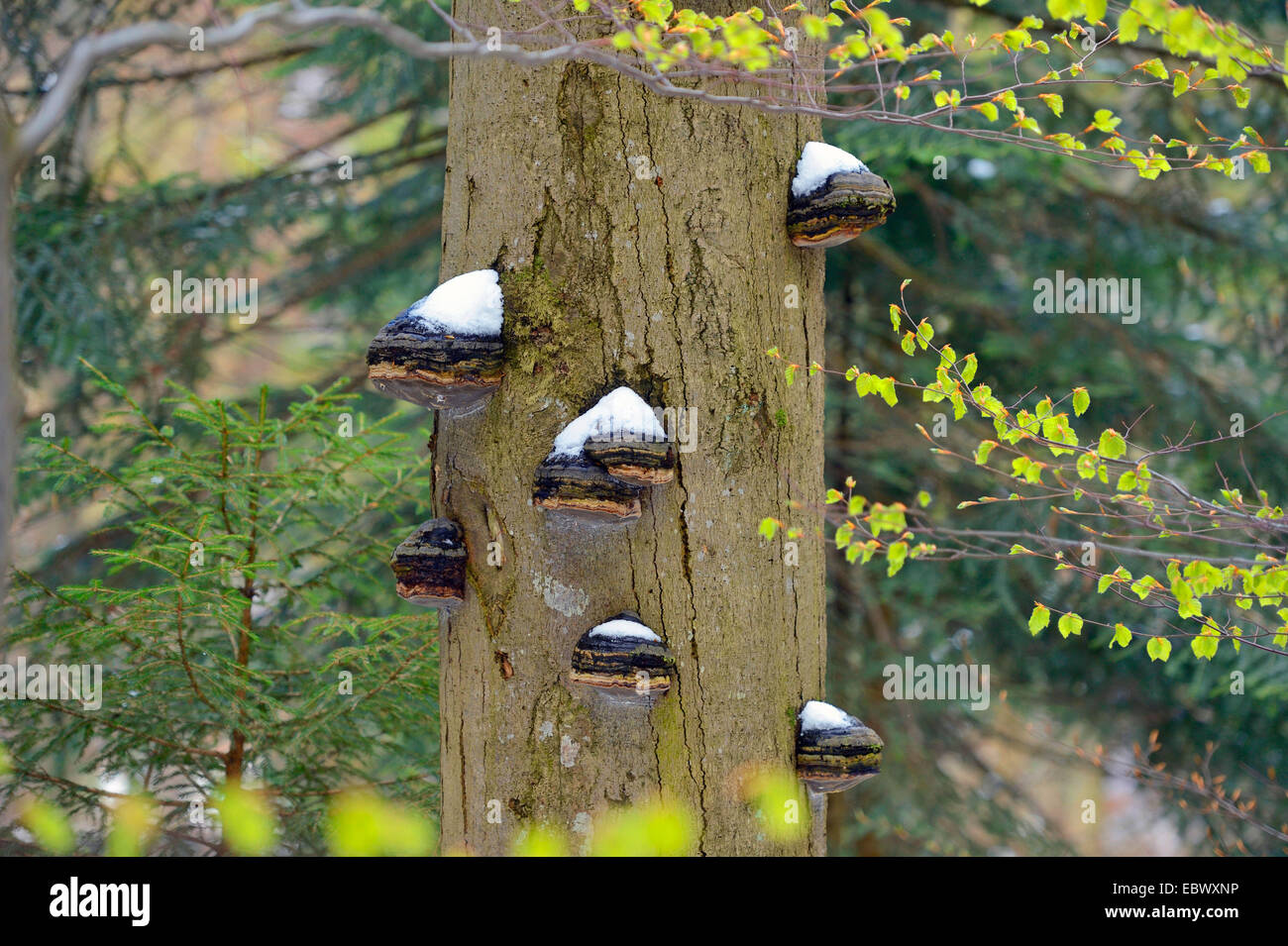 common beech (Fagus sylvatica), tree-trunk with Bracket fungi, Germany, Bavaria, Bavarian Forest National Park Stock Photo