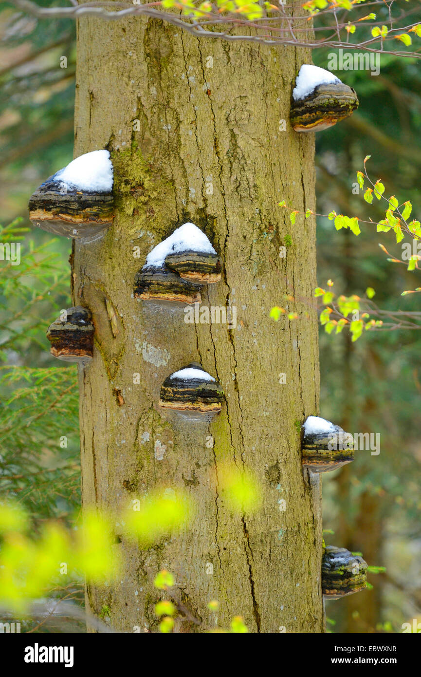 common beech (Fagus sylvatica), tree-trunk with Bracket fungi, Germany, Bavaria, Bavarian Forest National Park Stock Photo