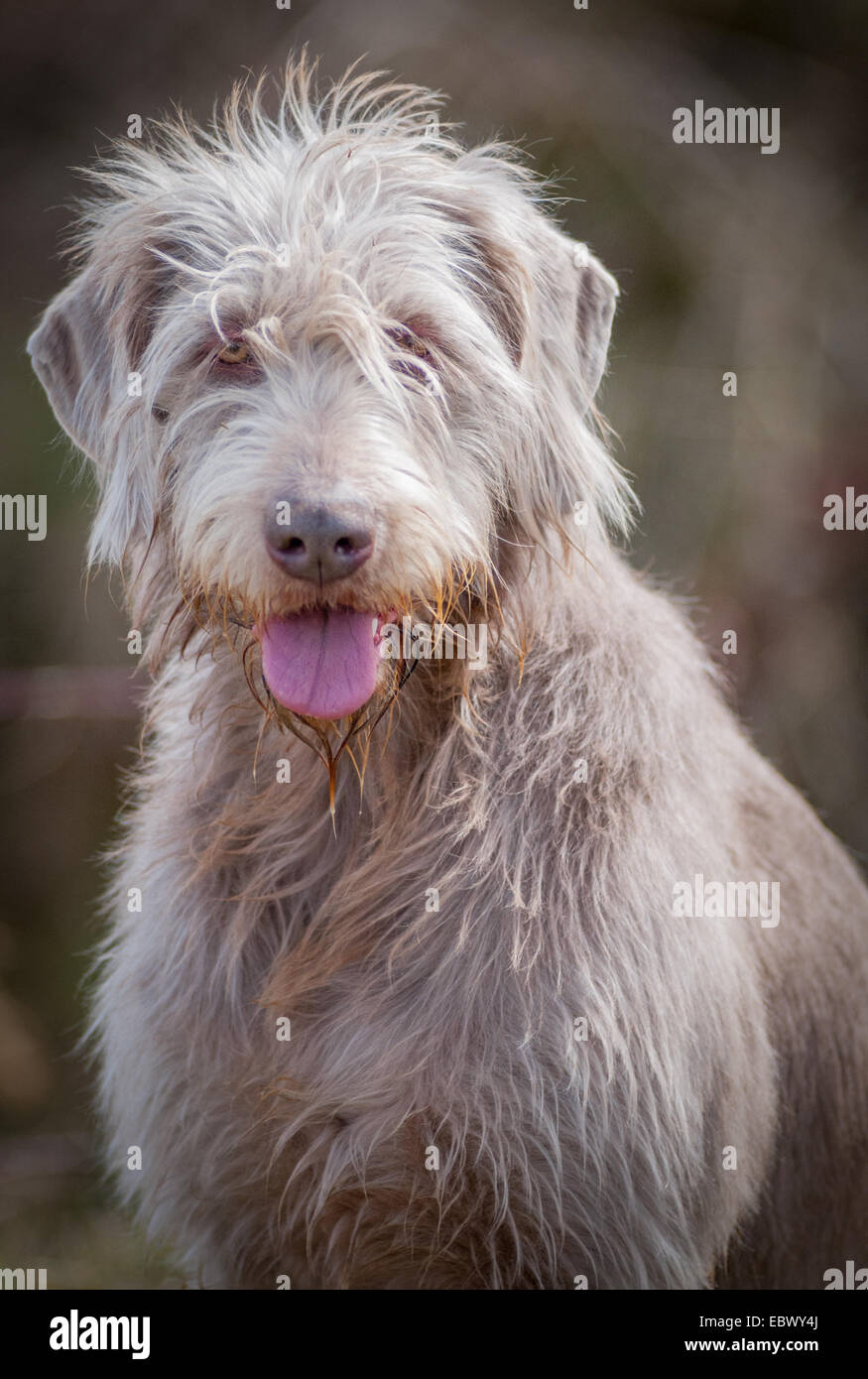 A Slovakian Wire Haired Pointer dog, which is a working gun dog breed and well as a family pet originating from Slovakia Stock Photo