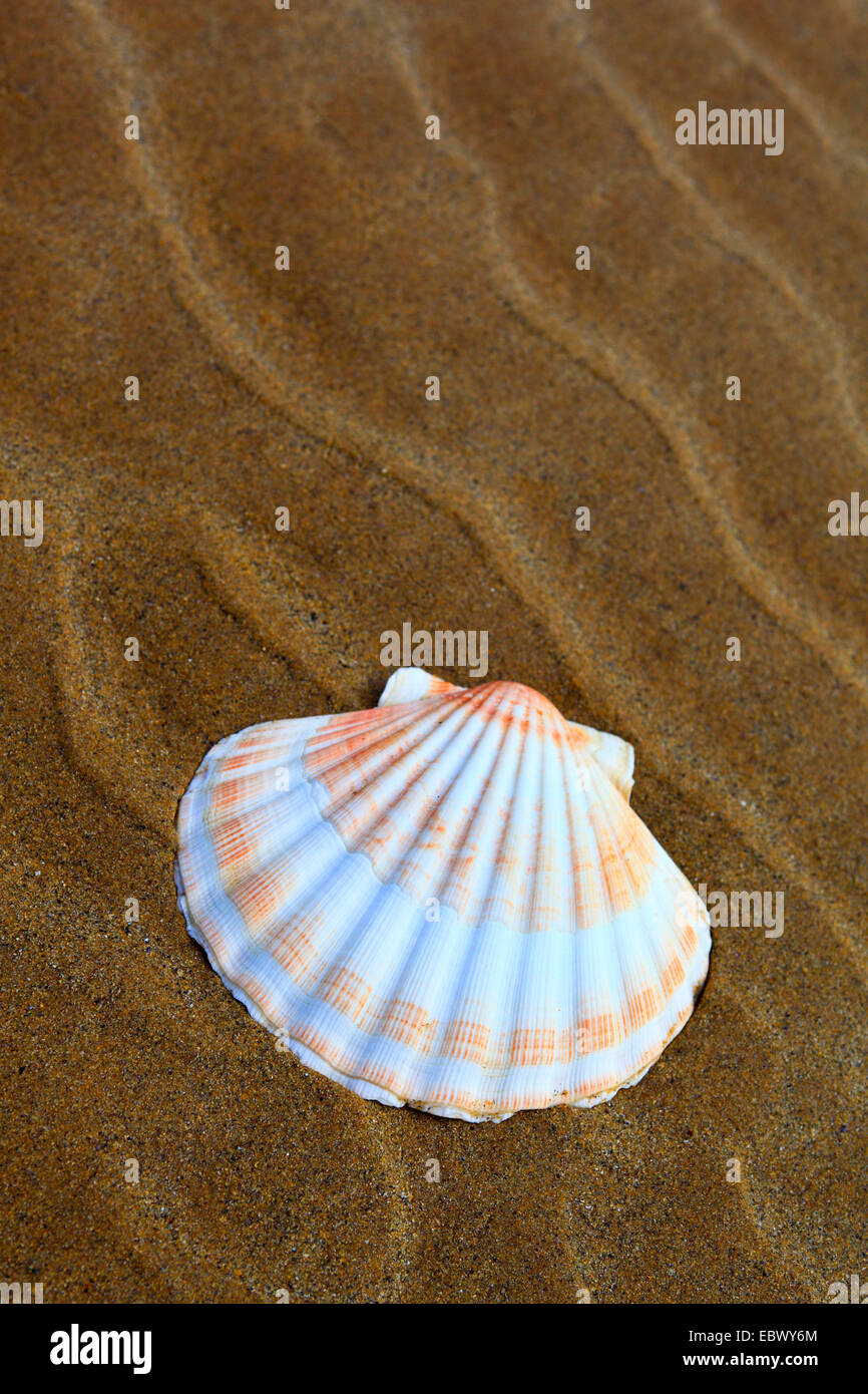 great scallop, common scallop, coquille St. Jacques (Pecten maximus
