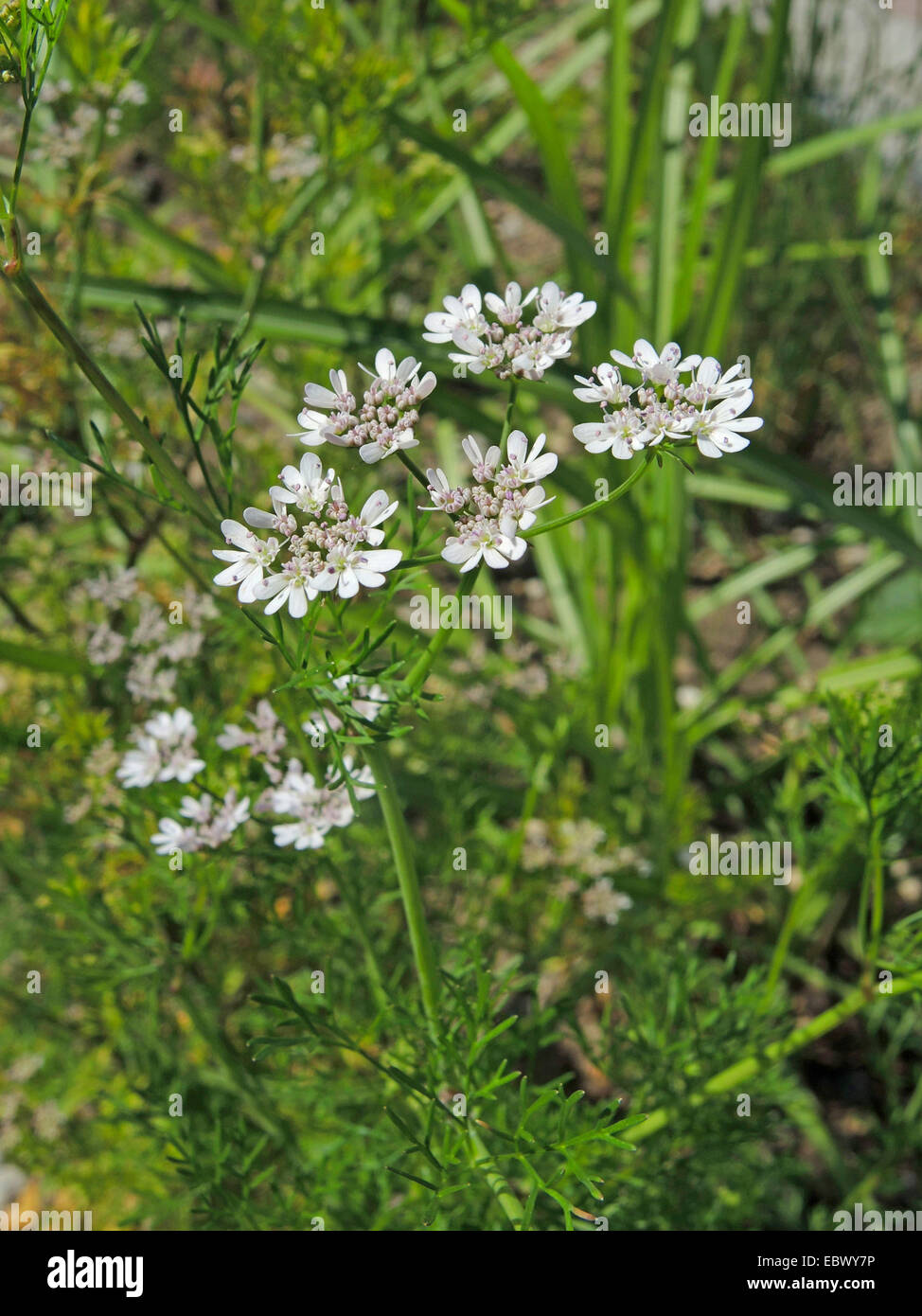 coriander (Coriandrum sativum), inflorescence Stock Photo Alamy