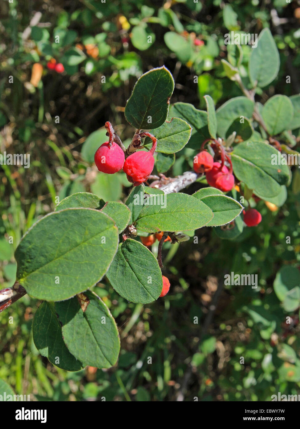 wild cotoneaster (Cotoneaster integerrimus), branch with fruits, Germany, Baden-Wuerttemberg Stock Photo