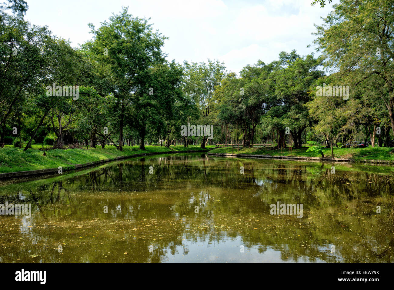 View of green trees in the park Stock Photo - Alamy