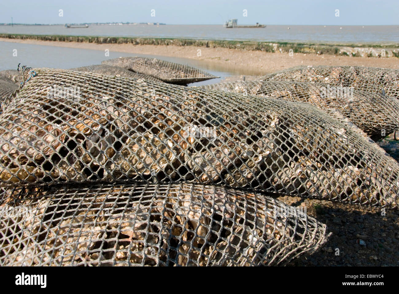 oysters (Ostreidae), oyster bed at Fort Louvois, France, PoitouVend e