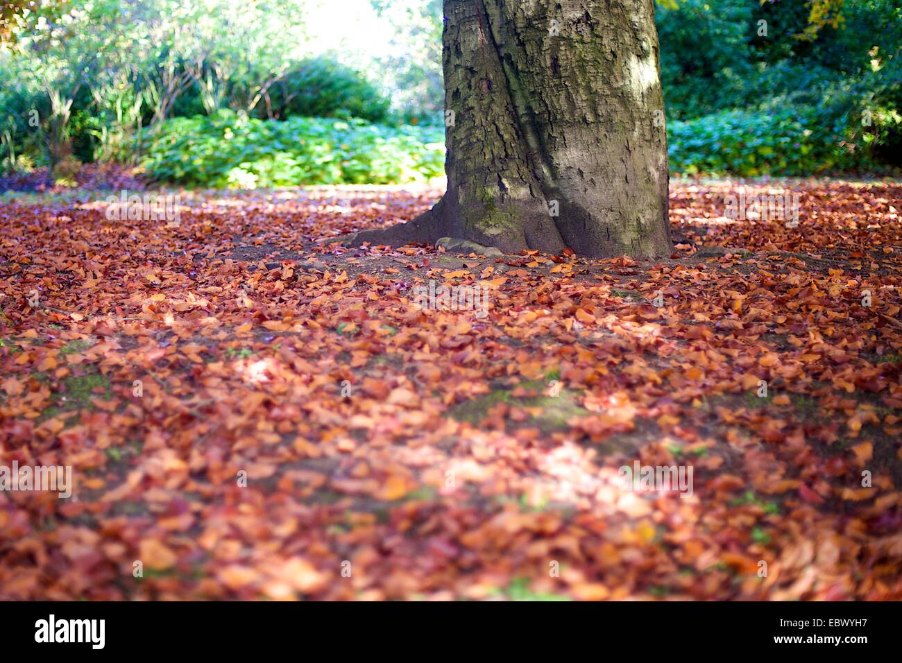 Close up of fallen autumn leaves and the base of a large tree with ...