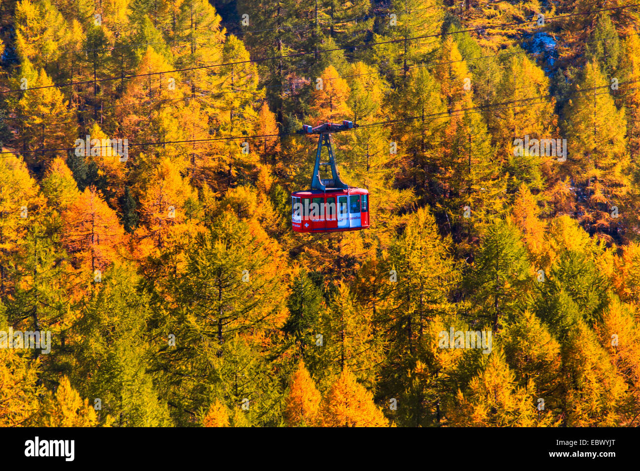 cable car over larches, Switzerland, Valais Stock Photo