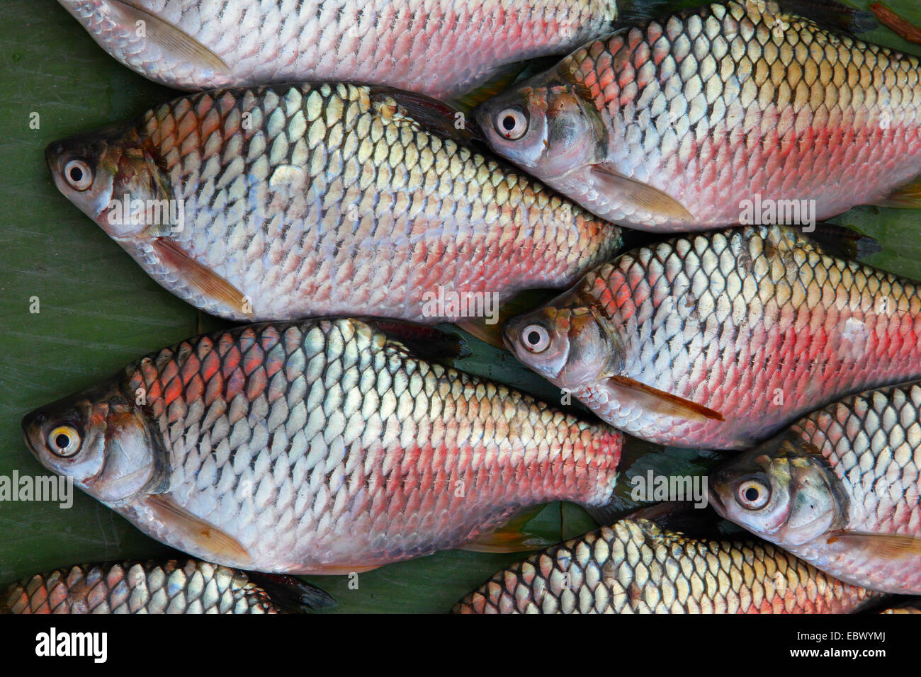 Talata Fish Talat that luang hi-res stock photography and images - Alamy