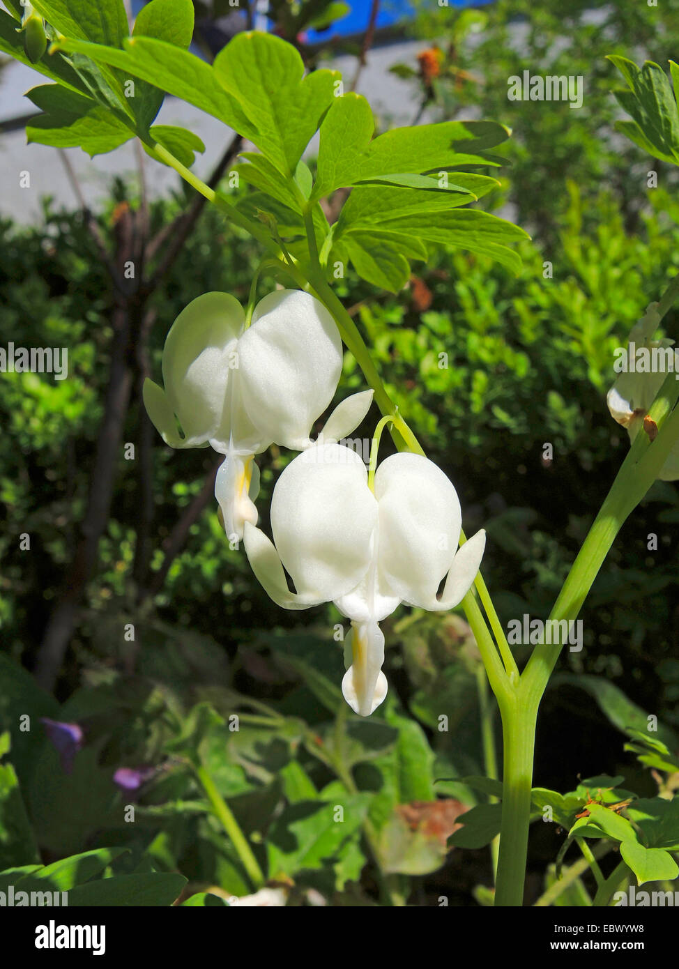 Common bleeding heart (Dicentra spectabilis 'Alba', Dicentra spectabilis Alba, Lamprocapnos spectabilis), vlowers of cultivar Alba Stock Photo