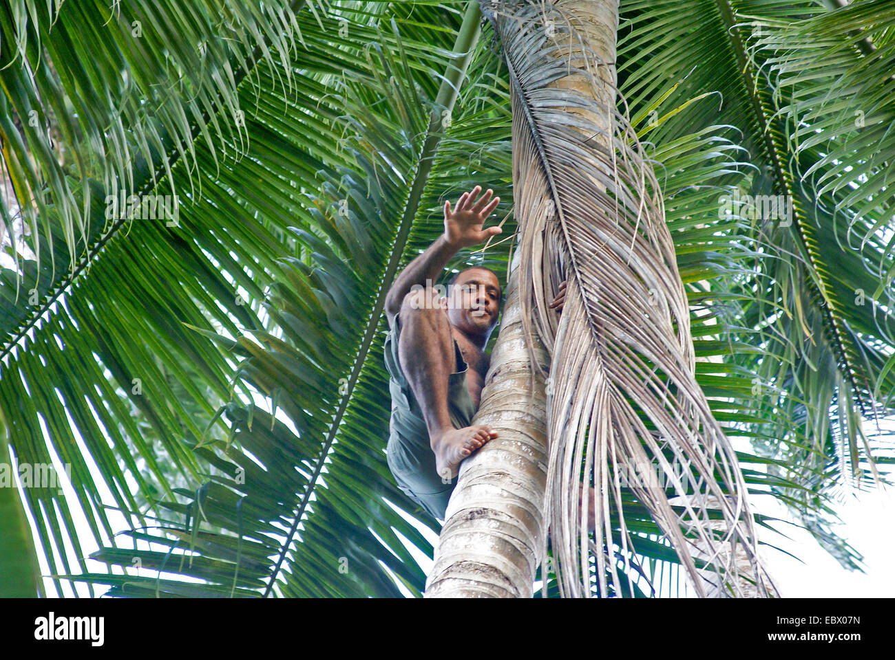 Cuban man with six fingers climbs up a coconut tree Stock Photo