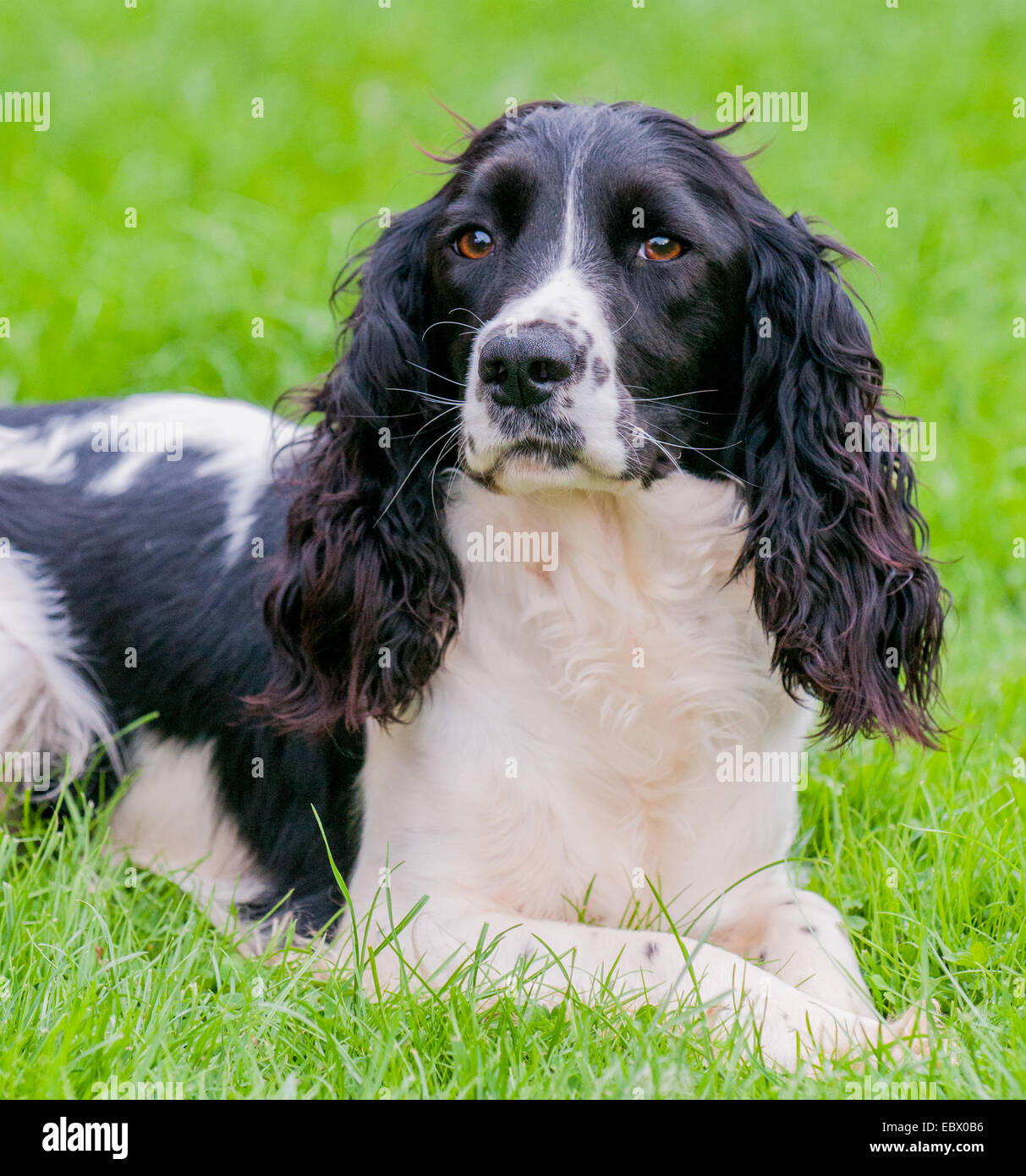 Black and white english springer spaniel hi-res stock photography and  images - Alamy