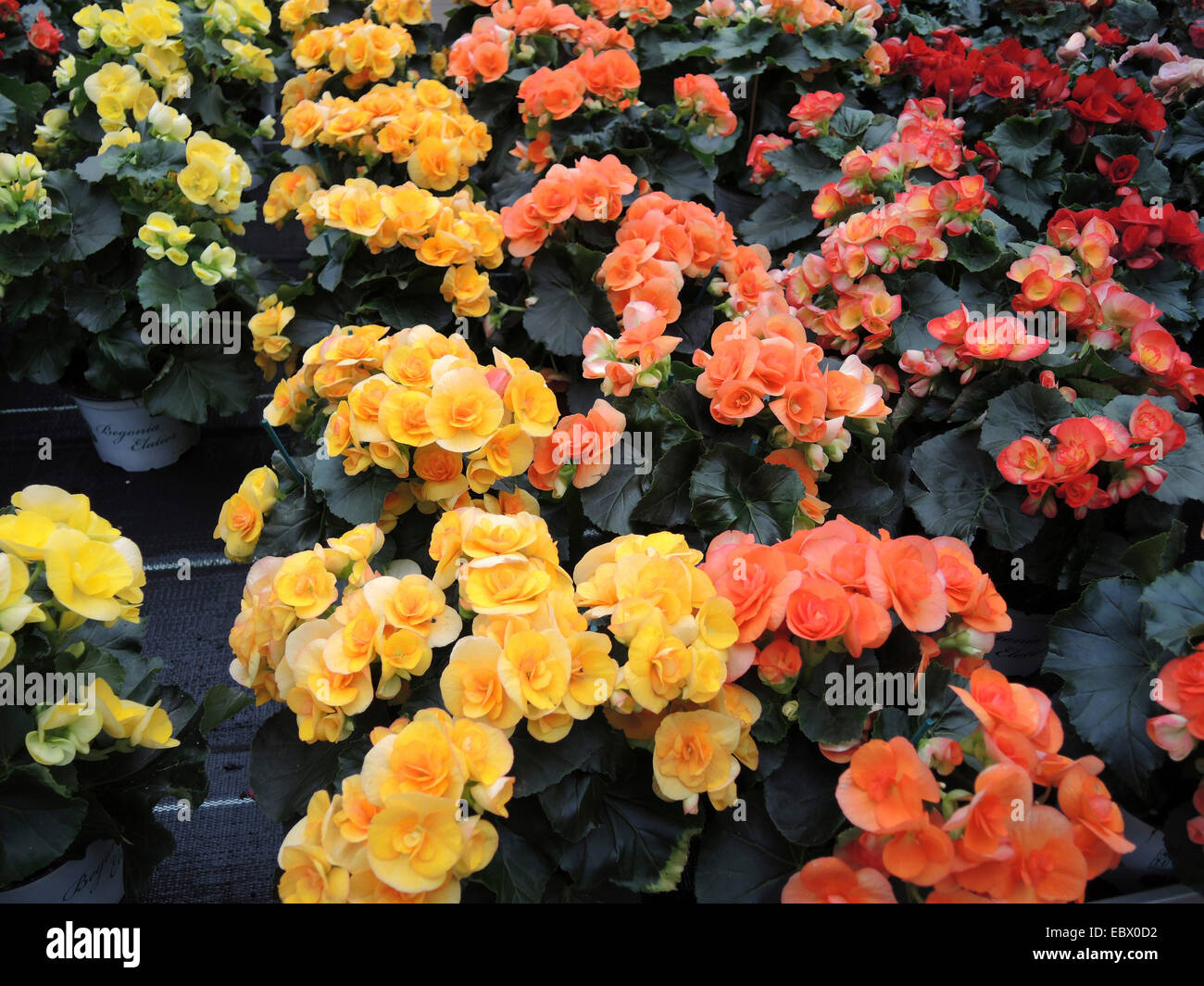 Begonia (Begonia elatior-Hybriden), in different colours Stock Photo