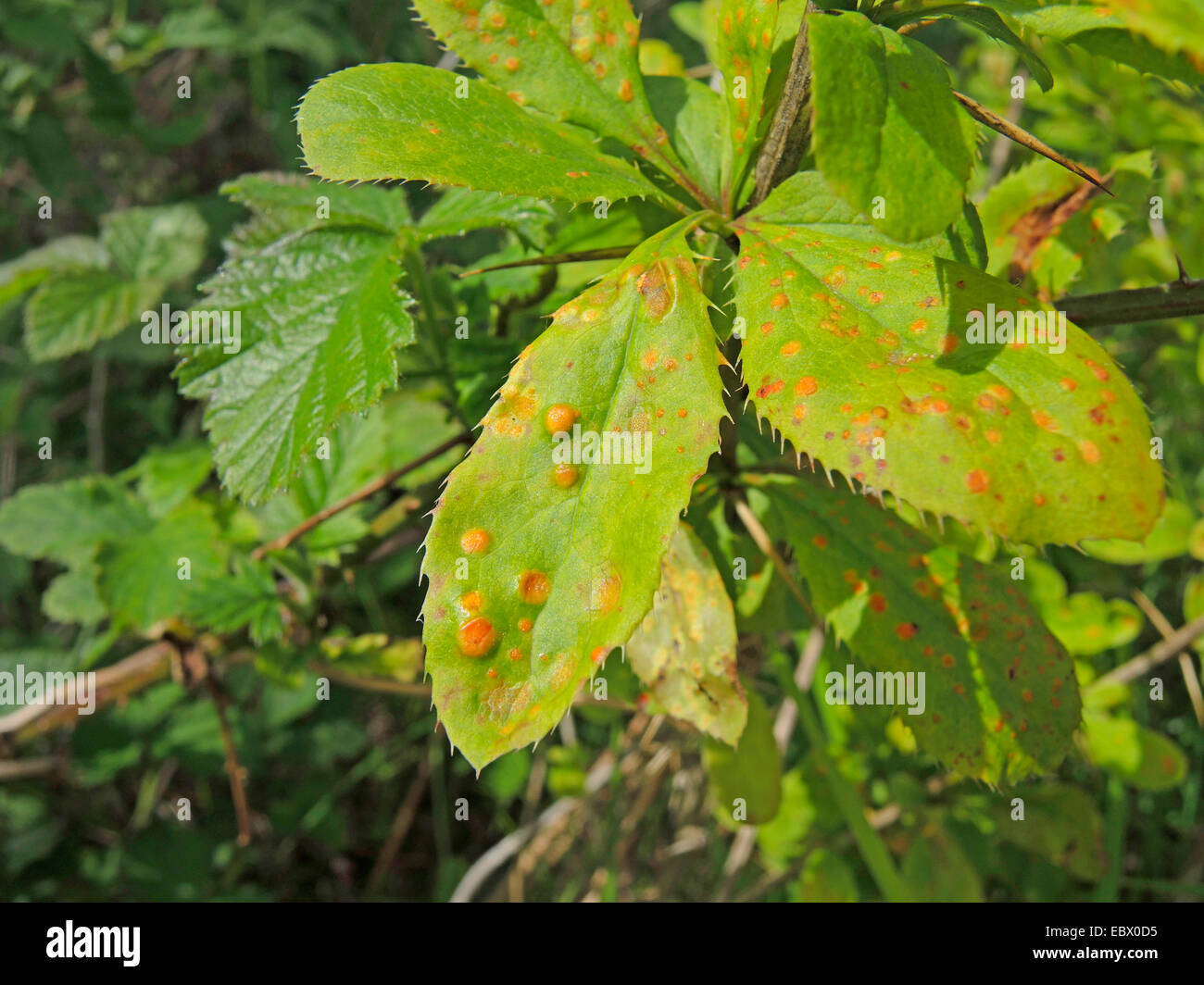 common barberry, European barberry (Berberis vulgaris), leaves with Puccinia graminis, stem rusts, Germany, North Rhine-Westphalia Stock Photo