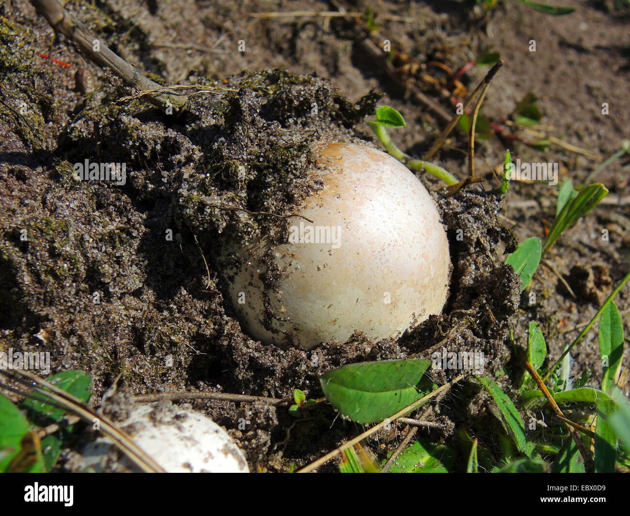 Brown puffball, Black bovist (Bovista nigrescens), young fruiting bodies, Germany, North Rhine-Westphalia Stock Photo