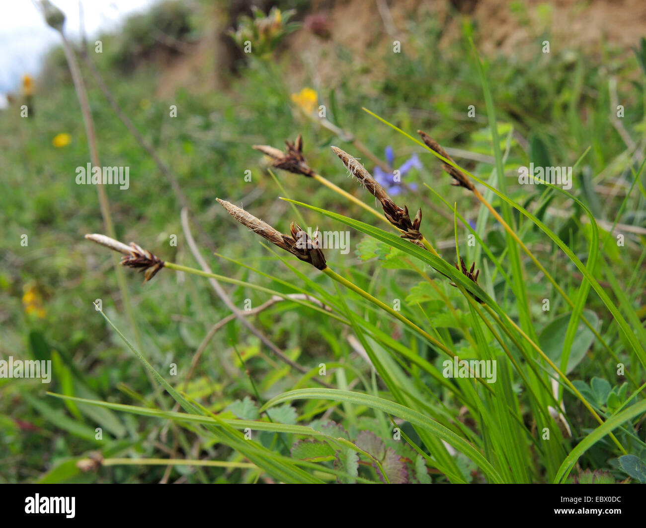 soft-leaved sedge (Carex montana), inflorescences, Germany, North Rhine-Westphalia Stock Photo