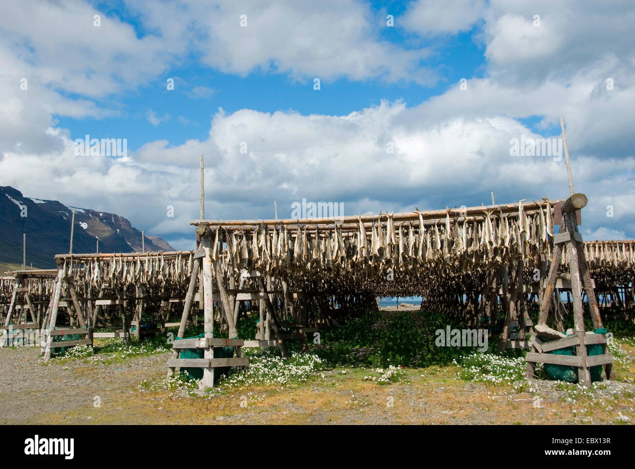 Iceland Dried Fish High Resolution Stock Photography and Images - Alamy