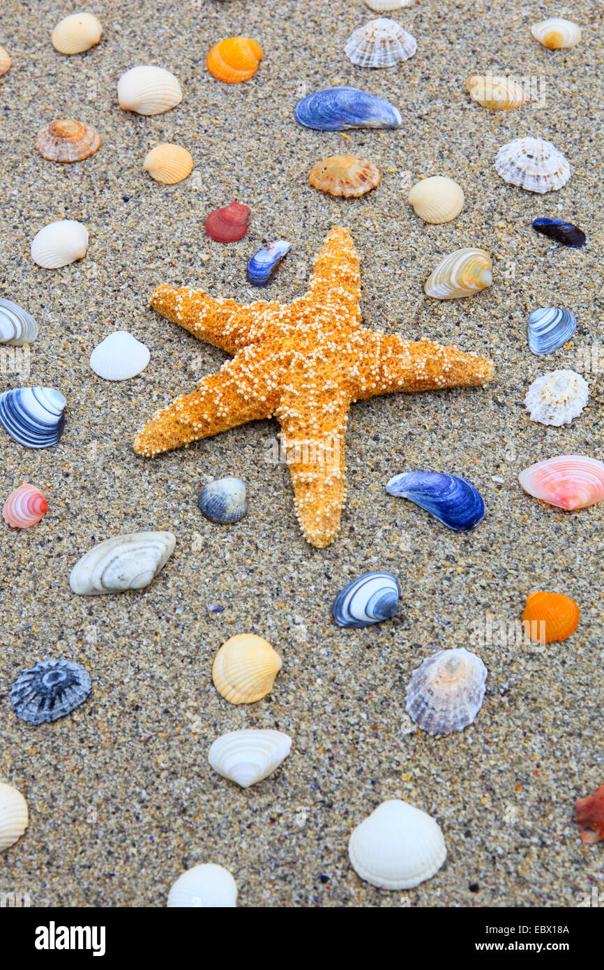 seastar and colourful conchs in sand, United Kingdom, Scotland Stock Photo