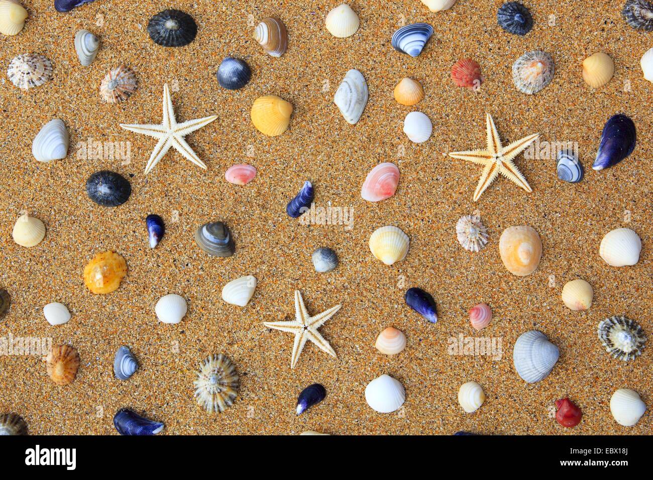 seastars and colourful conchs in sand, United Kingdom, Scotland Stock Photo