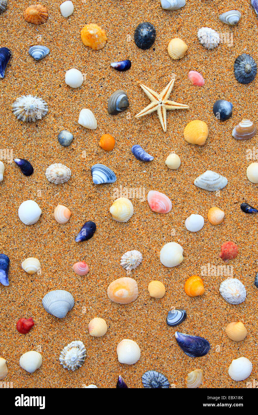 seastars and colourful conchs in sand, United Kingdom, Scotland Stock Photo