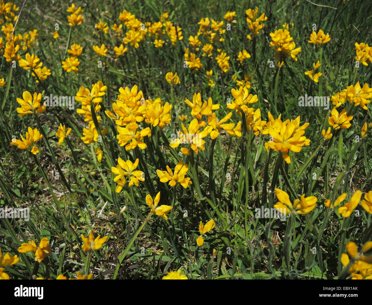 Winged broom (Chamaespartium sagittale, Genista sagittalis), blooming, Germany, Baden-Wuerttemberg Stock Photo