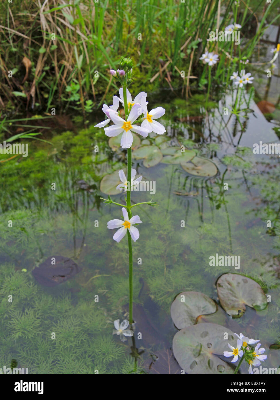 waterviolet, water violet (Hottonia palustris), blooming in a pond