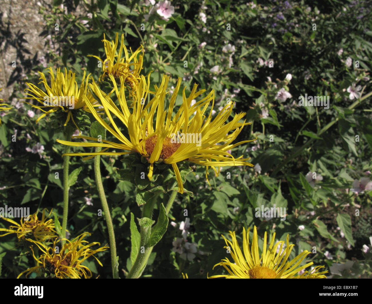 elecampane flower (Inula helenium), blooming Stock Photo