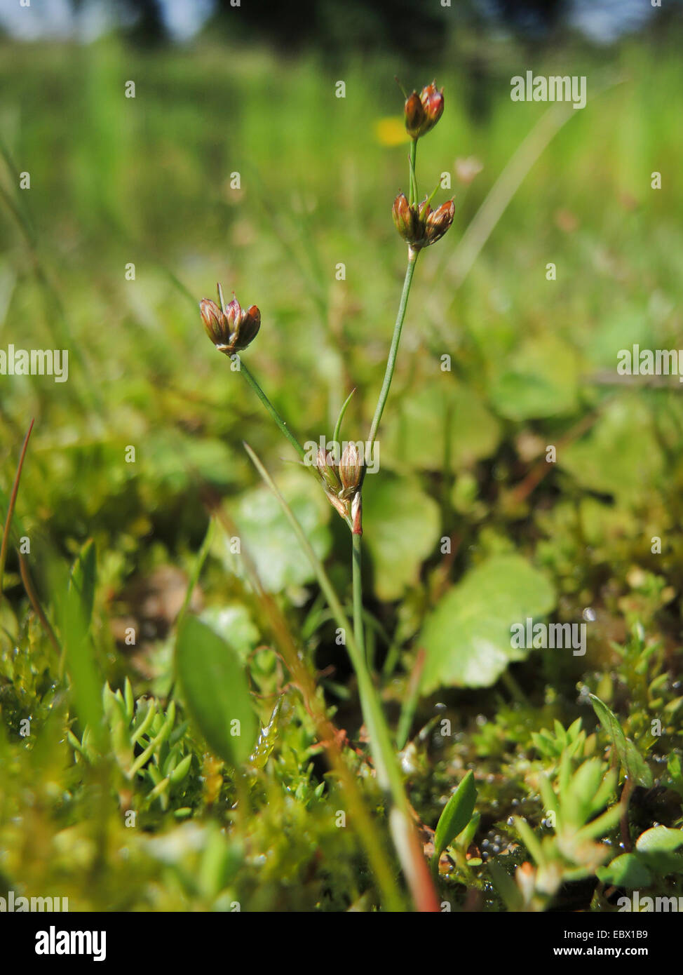 bulbous rush (Juncus bulbosus), inflorescence with pseudovivipary, Germany, North Rhine-Westphalia Stock Photo
