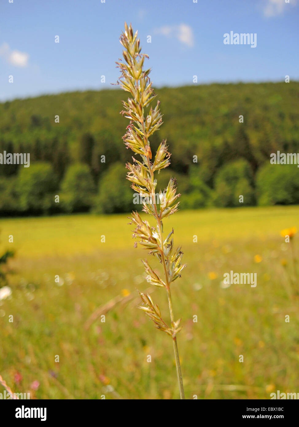 Crested hair-grass (Koeleria pyramidata), ppanicle, Germany, Baden-Wuerttemberg Stock Photo