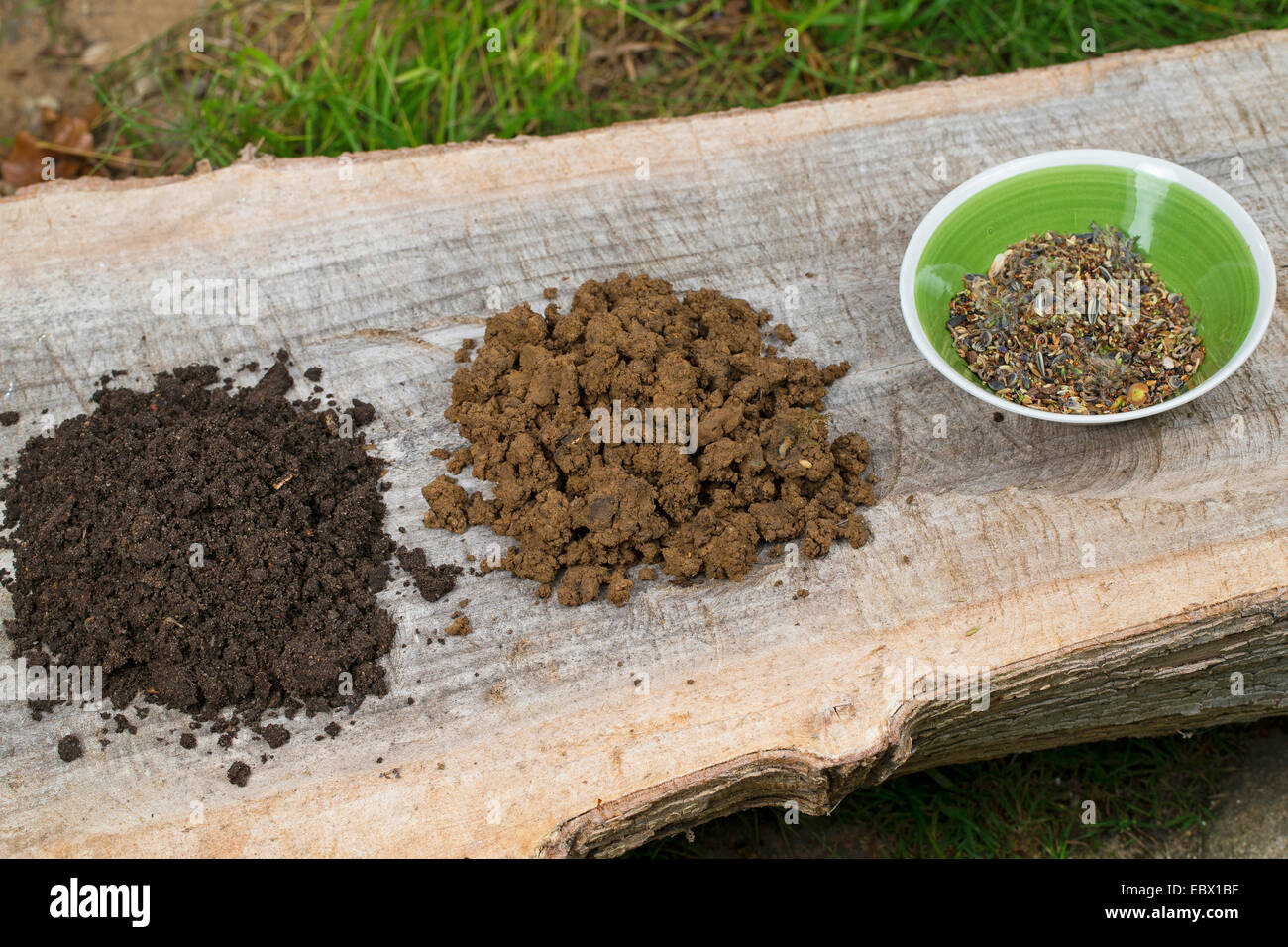 making a seed bomb with different seeds and fruits and soil, Germany Stock Photo