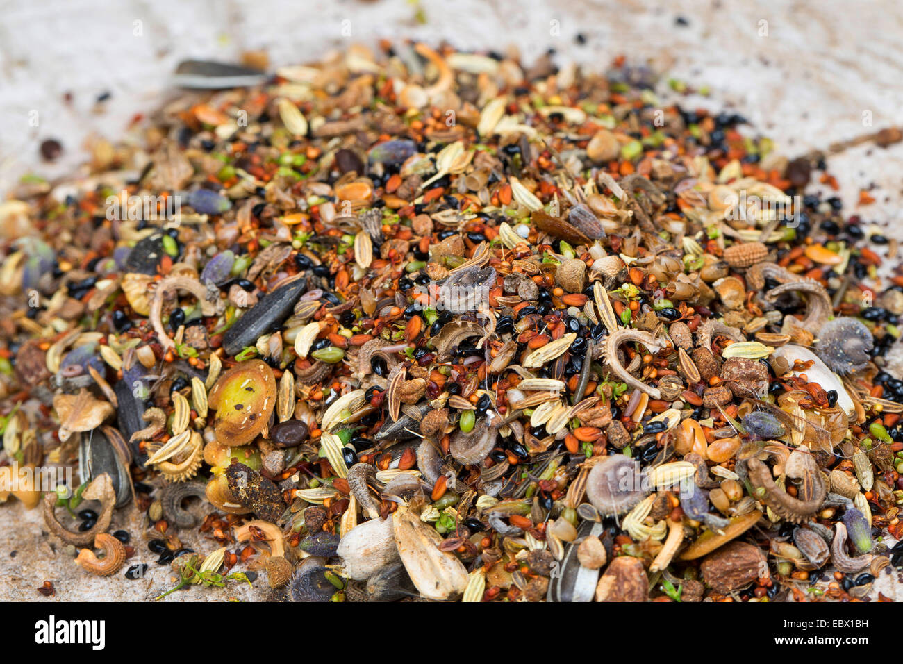 different seeds and fruits for making a seedbomb, Germany Stock Photo