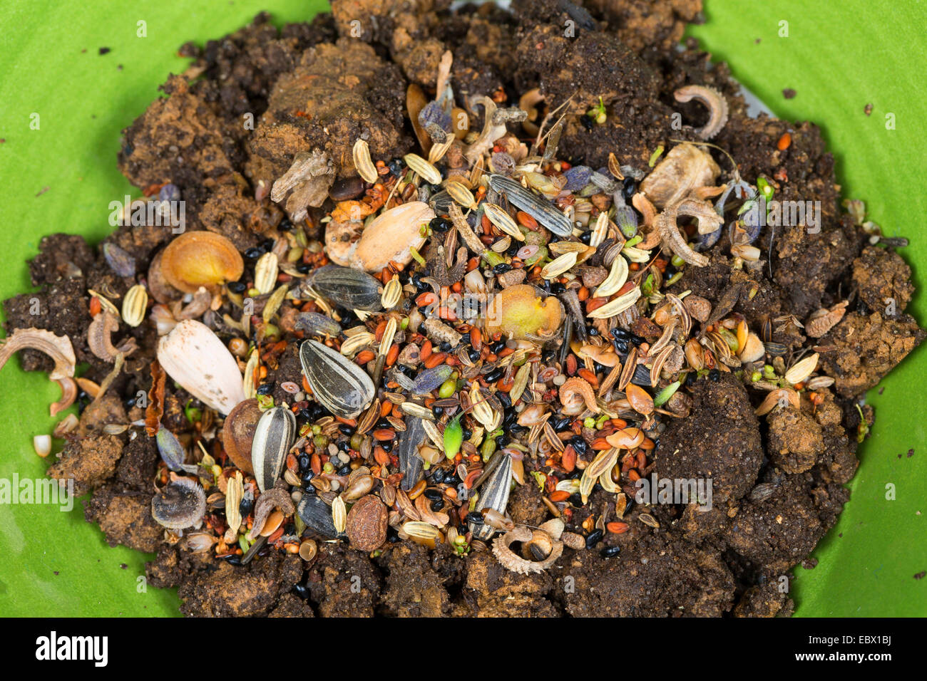 different seeds, fruits ans soil in a bowl for making a seedbomb, Germany Stock Photo