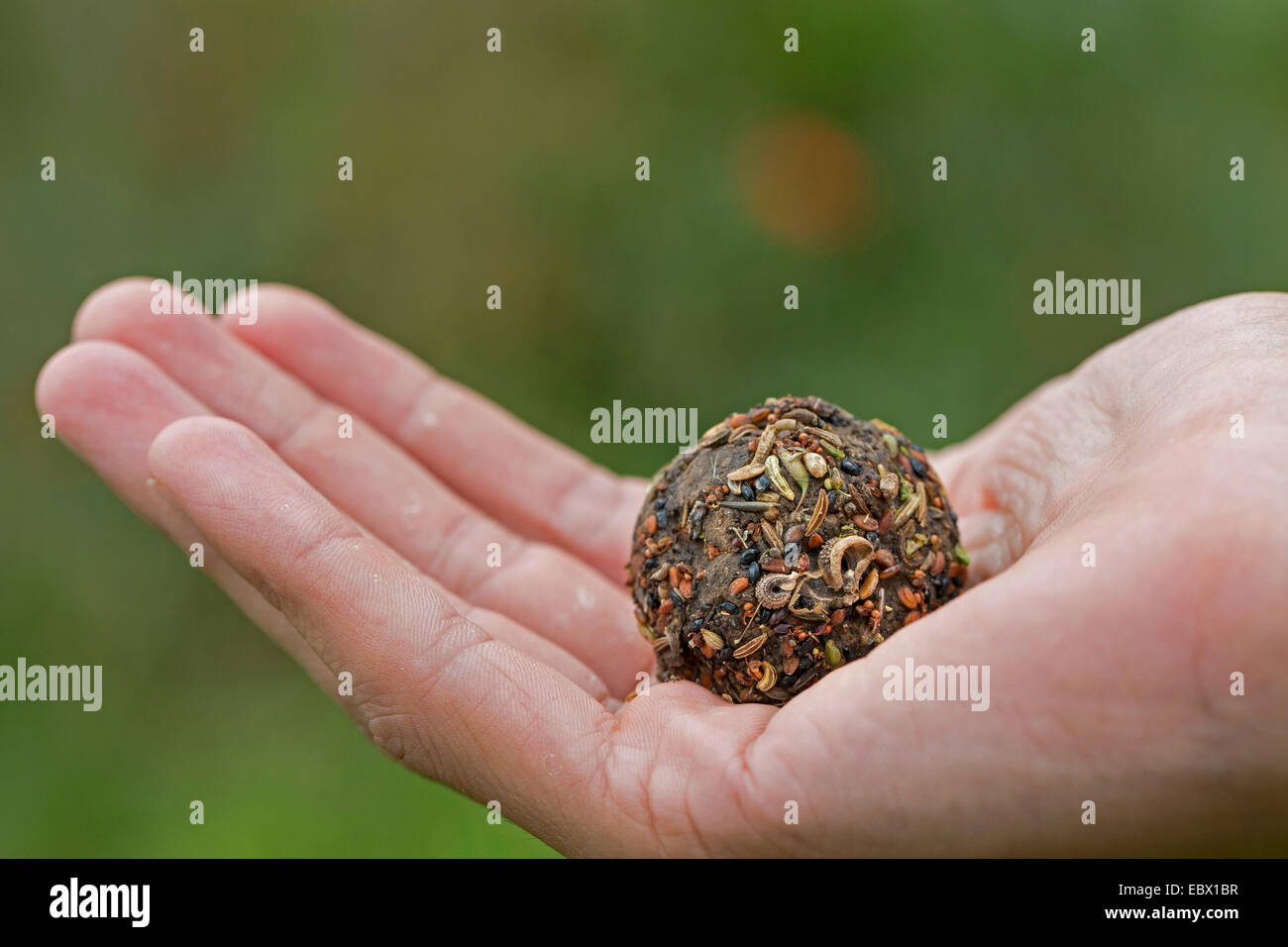 selfmade seed bombs with different seeds and fruits and soil, Germany Stock Photo