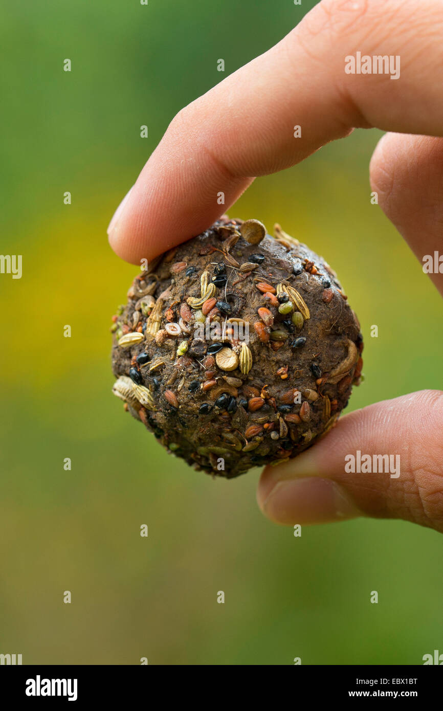 selfmade seed bombs with different seeds and fruits and soil, Germany Stock Photo