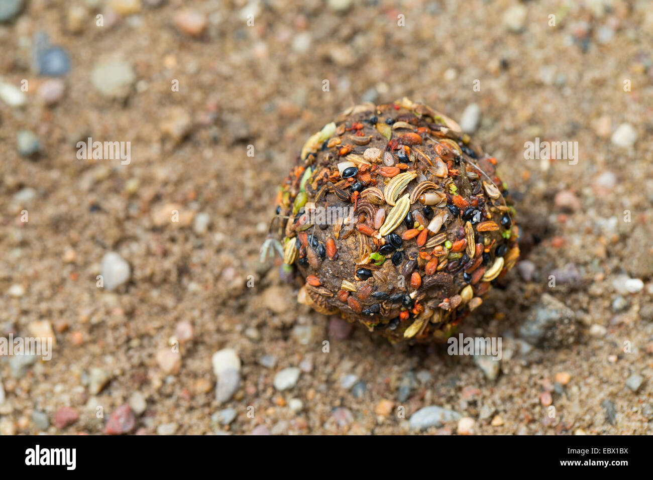 seed bomb with different seeds and fruits and soil, Germany Stock Photo