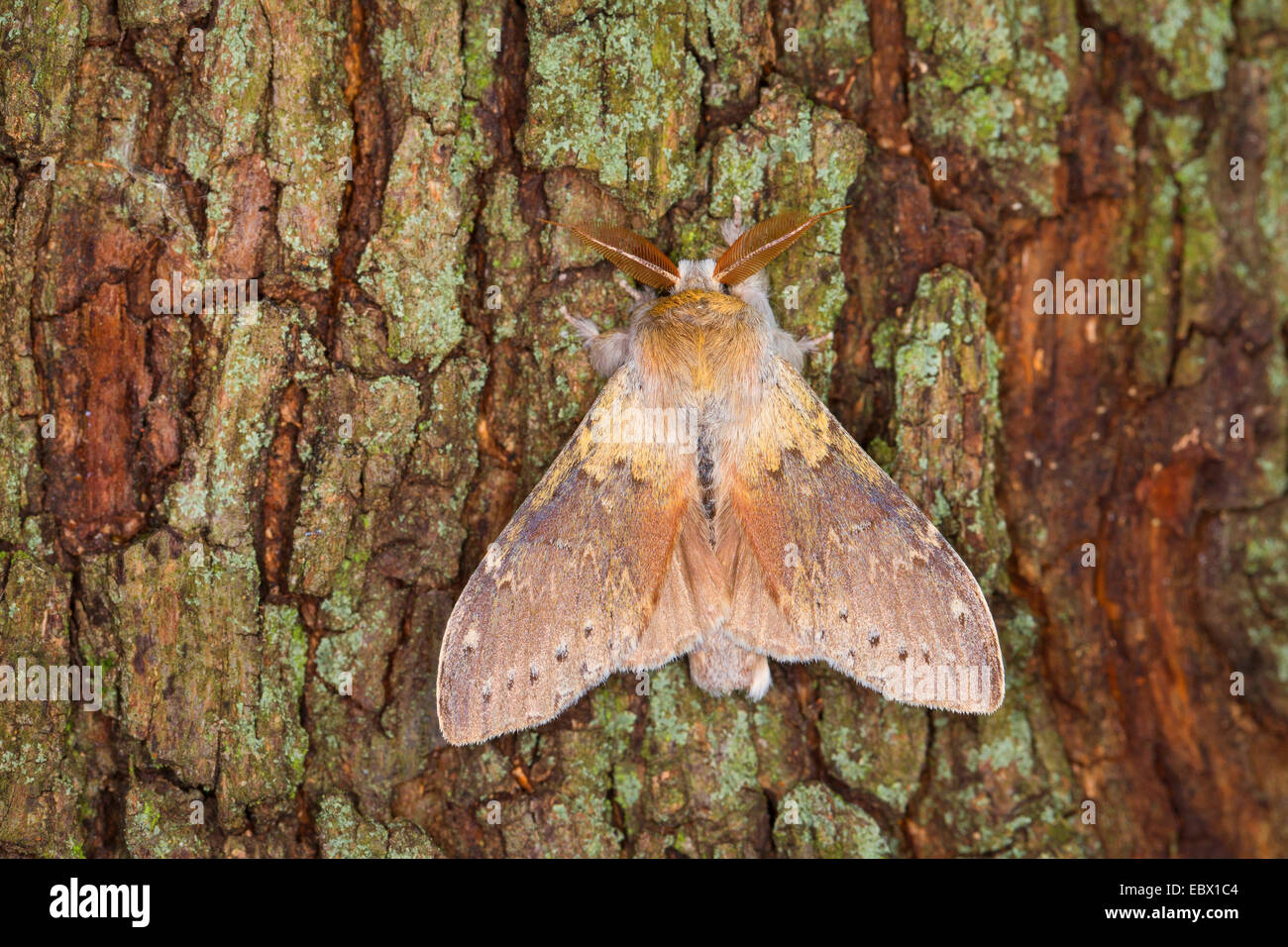 Lobster moth (Stauropus fagi), at a tree trunk, Germany Stock Photo Alamy