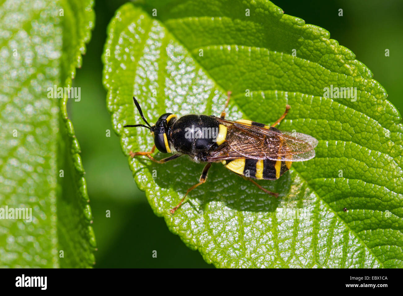 Banded general soldier fly (Stratiomys potamida, Stratiomys splendens), on a leaf, Germany Stock Photo